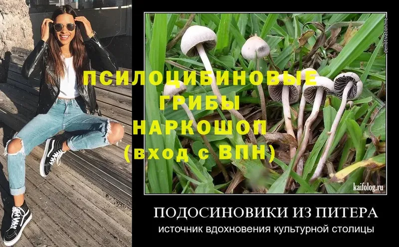 Галлюциногенные грибы Magic Shrooms  наркота  Асино 